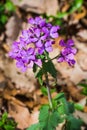 Wild Blue Phlox Ã¢â¬â Phlox divaricate